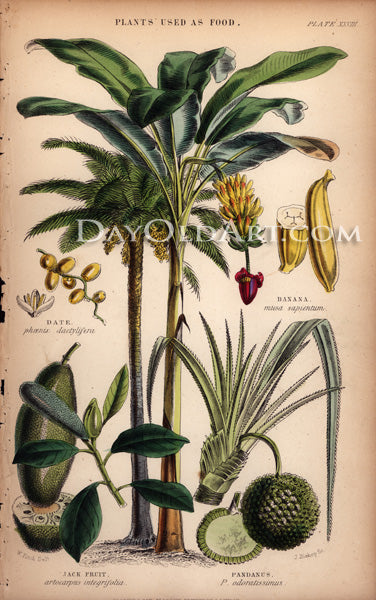 Plants Used for Food and Clothing