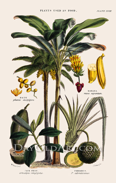Plants Used for Food and Clothing