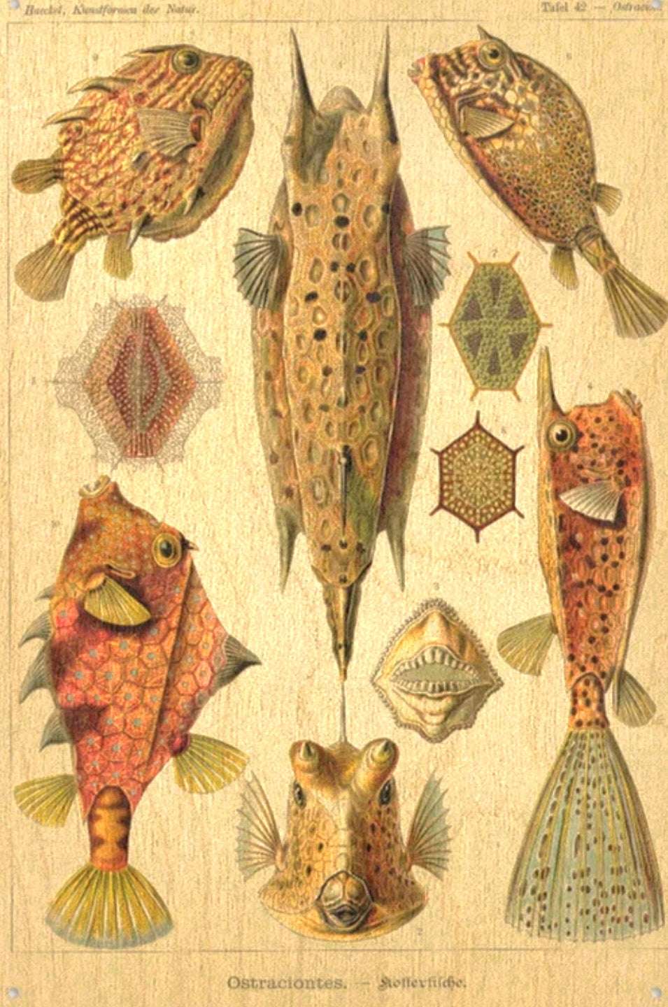 Haeckel's Box Fish