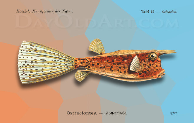 Haeckel's Box Fish