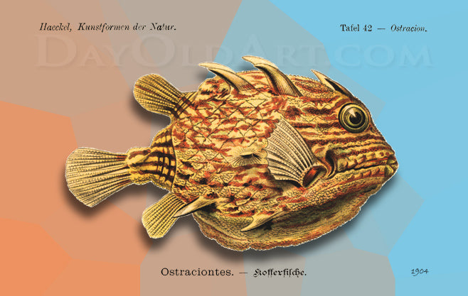Haeckel's Box Fish