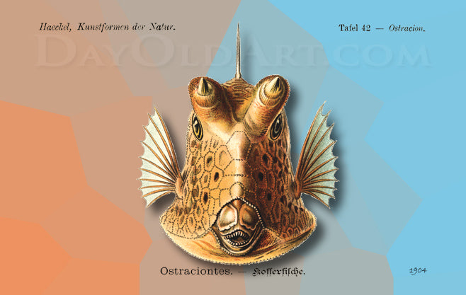 Haeckel's Box Fish