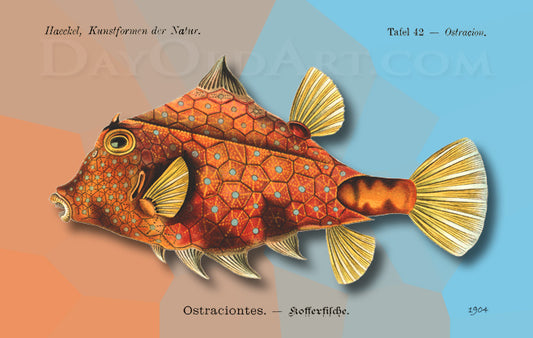 Haeckel's Box Fish