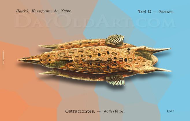 Haeckel's Box Fish