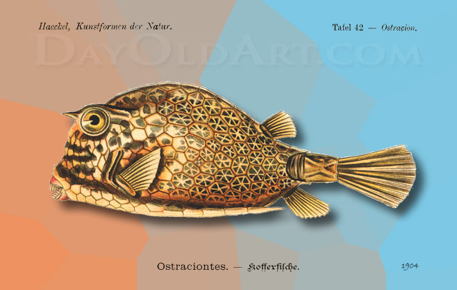 Haeckel's Box Fish
